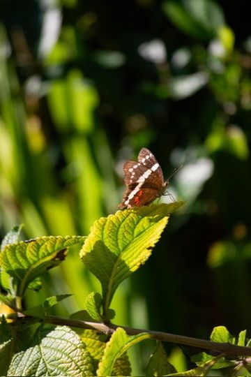 Mariposa sobre una hoja